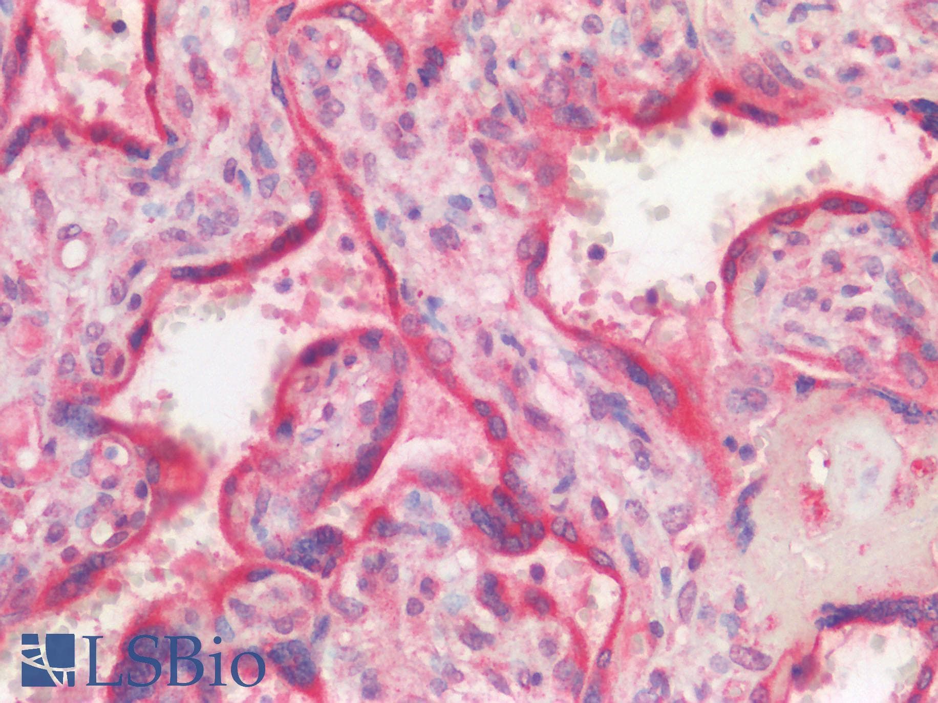 GPR49 / LGR5 Antibody (N-Terminus)