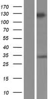 GRIP2 Protein (Over-Expression Lysate Myc-DDK (Flag))