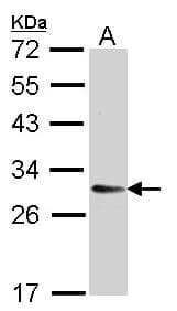 TMED9 Antibody (aa1-230)