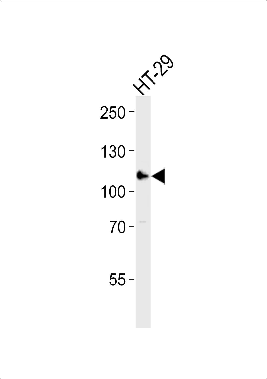 ERN2 Antibody (aa39-72)