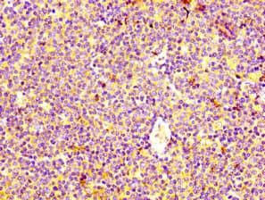 HRH4 / Histamine H4 Receptor Antibody