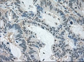 LDHA / LDH1 Antibody (clone OTI5G10)