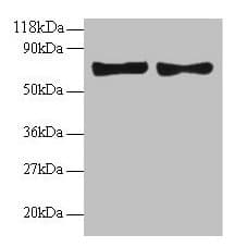CCL5 / RANTES Antibody