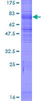 Human SLC7A7 Protein (Recombinant GST)