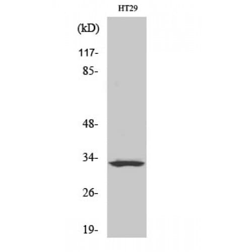 IHC-plus™ Polyclonal Rabbit anti-Human OR2T1 Antibody (200-280 aa, C-terminal, IHC, IF, WB)