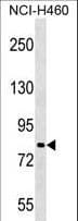 PJA2 Antibody (aa284-311)