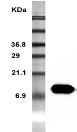 RETN / Resistin Antibody (clone MRES 06)