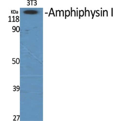 AMPH / Amphiphysin Antibody (100-180 aa, Internal)