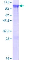 Human VWA5A Protein (Recombinant GST)