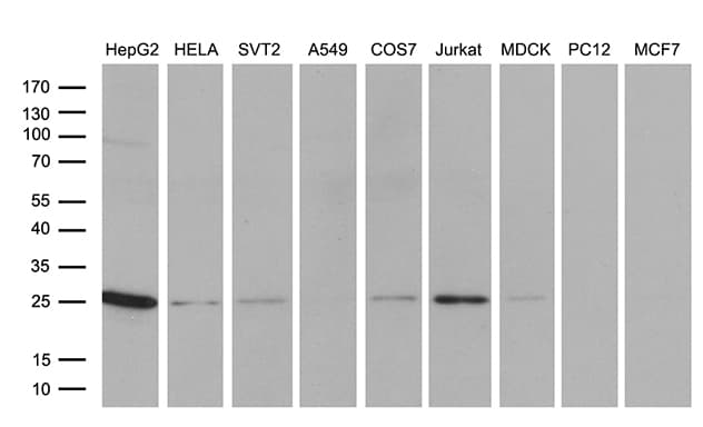 TCEANC2 Antibody (clone OTI2D2, Carrier-free)