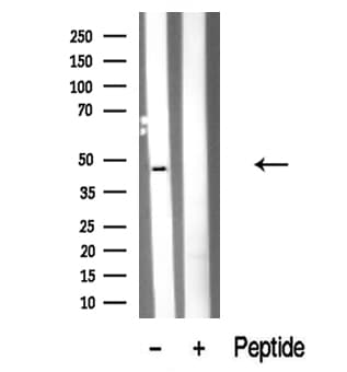 RAD9A / RAD9 Antibody