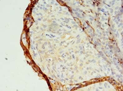 Polyclonal Rabbit anti-Human MED28 / Magicin Antibody (IHC)