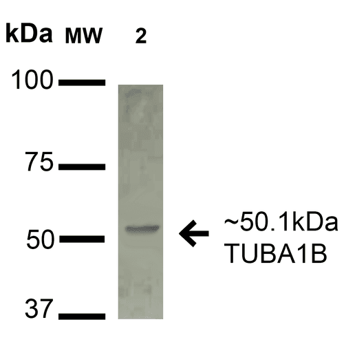 TUBA1B / Tubulin Alpha 1B Antibody (FITC)