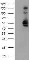 SNX8 Antibody (clone OTI4C10, Carrier-free)