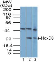 HOXD8 Antibody (aa250-300)