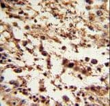 Polyclonal Rabbit anti-Human TBP / GTF2D Antibody (aa301-330, IHC, IF, WB)