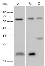 TROVE2 Antibody (Preservative Free)