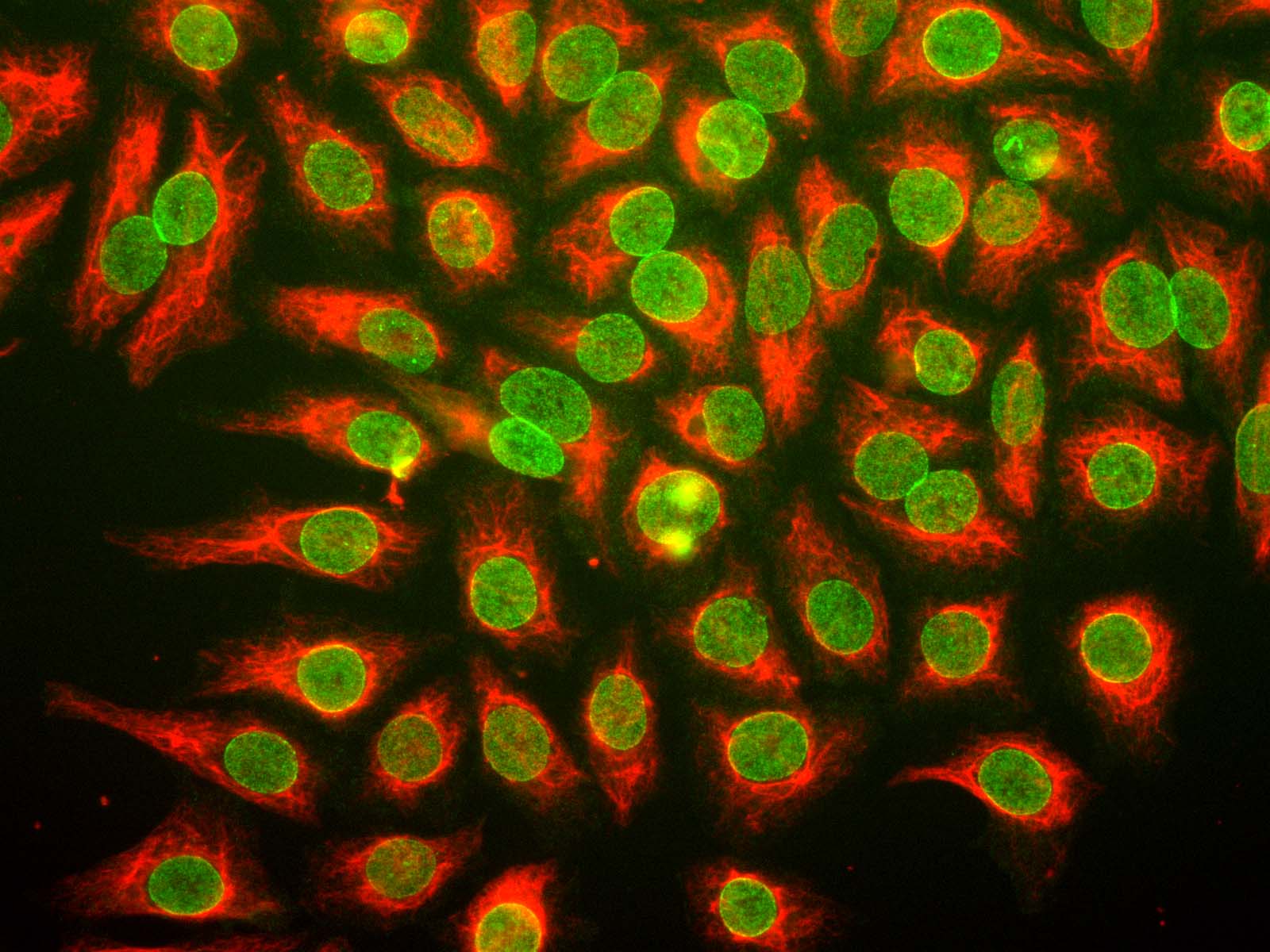 Nuclear Pore Complex Antibody (clone 39C7)
