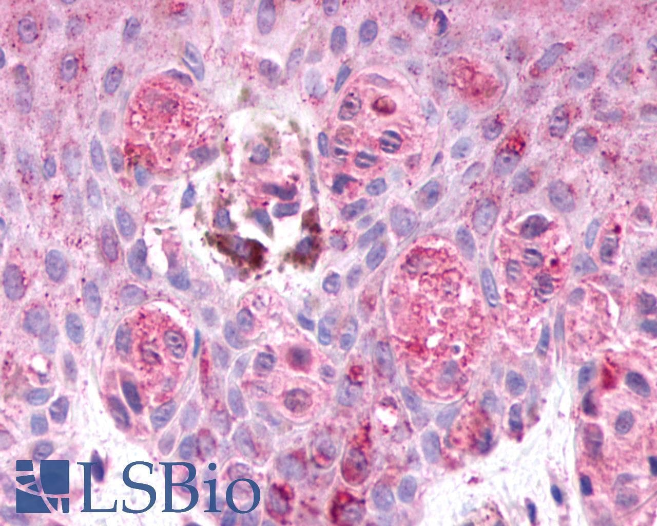 PathPlus™ GPR48 / LGR4 Antibody (N-Terminus)