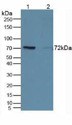 CD19 Antibody (aa160-258)