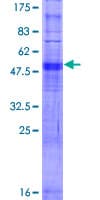 Human OR5B3 Protein (Recombinant GST)