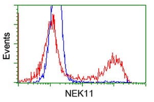 NEK11 Antibody (clone OTI5E9)