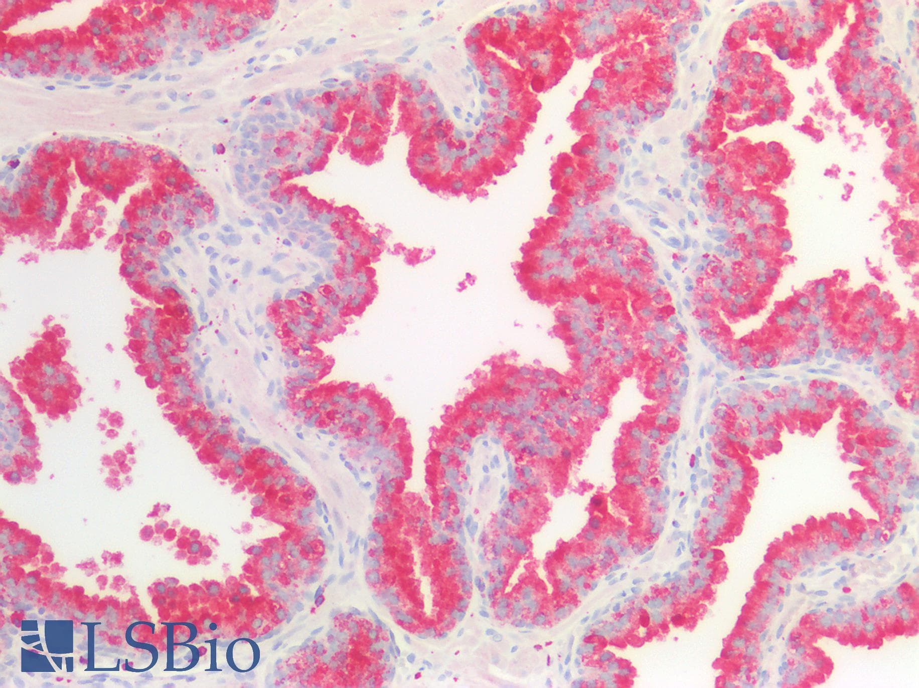 PathPlus™ CD63 Antibody