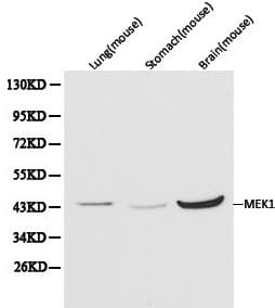 MAP2K1 / MKK1 / MEK1 Antibody