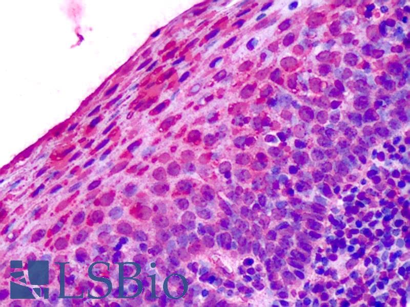 IHC-plus™ ADORA3 / Adenosine A3 Receptor Antibody (Cytoplasmic Domain)