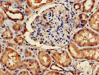 ARF4 Antibody
