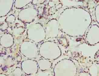 NOL4L Antibody