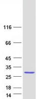 Human THAP4 Protein (Recombinant Myc-DDK (Flag))