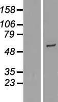 Human Cytochrome P450 2R1 / CYP2R1 Protein (Over-Expression Lysate Myc-DDK (Flag))