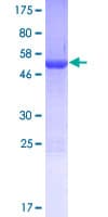 Human PDCL2 Protein (Recombinant GST)