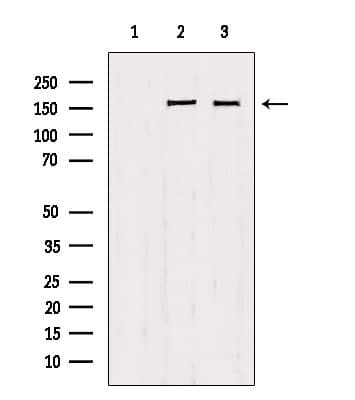 PPFIA1 / LIPRIN Antibody