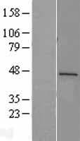 Human REN / Renin 1 Protein (Over-Expression Lysate Myc-DDK (Flag))
