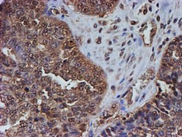 PSMB9 Antibody (clone OTI3F3)