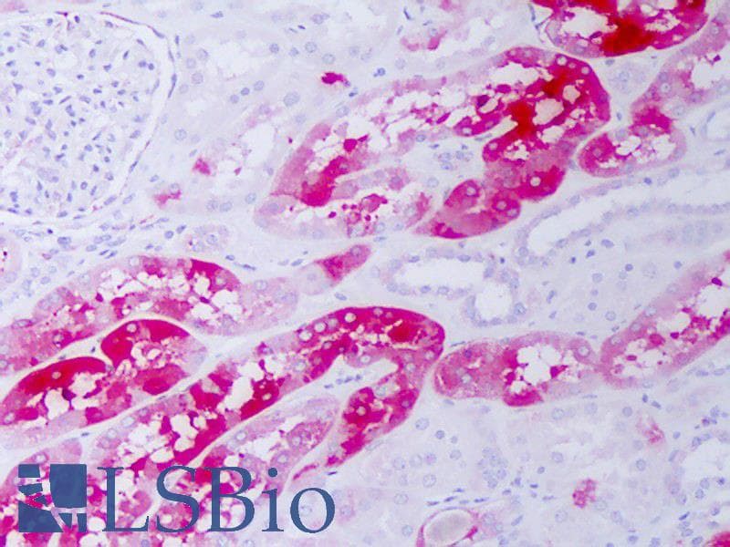 CRYAB / Alpha B Crystallin Antibody (clone 3A10.H4, APC)