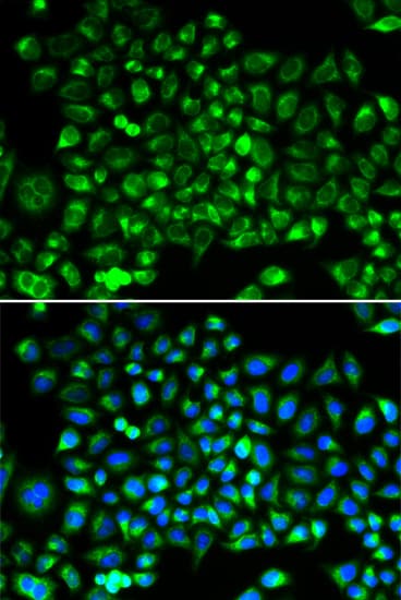 DNM1L / DRP1 Antibody
