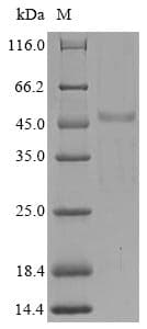 Human SH3YL1 Protein (Recombinant 6His, N-terminus + Myc, C-terminus)
