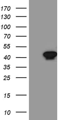 SEPT3 / Septin 3 Antibody (clone OTI2G3)