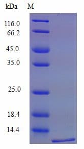Mouse Ccl6 Protein (Recombinant)