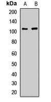 Kinesin 5A / KIF5A Antibody