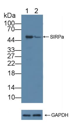 SIRPA / CD172a Antibody (aa105-324)
