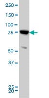Mitofusin 2 / MFN2 Antibody (clone 4H8)