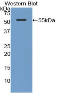 SYNPO / Synaptopodin Antibody (aa97-300, Cy3)