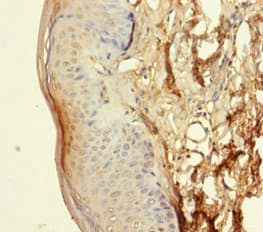 NXPE3 / FAM55C Antibody (aa31-559)