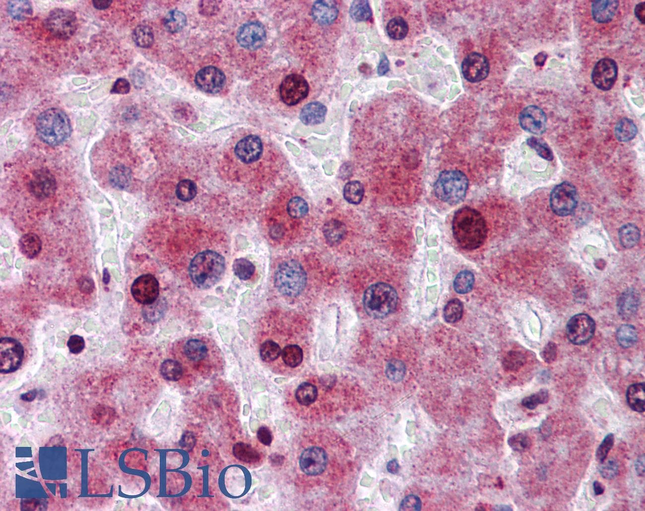 ATG16L1 / ATG16L Antibody (aa254-303)