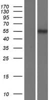 SLC22A17 Protein (Over-Expression Lysate Myc-DDK (Flag))