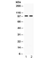 ABR Antibody